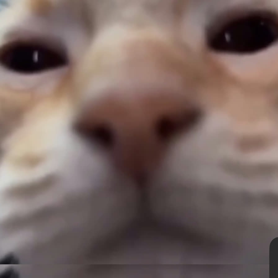 cat picture